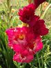 2012_gladiole_19