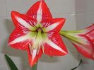 Amaryllis exotic striped