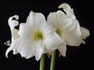 Amaryllis arctic white