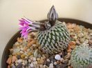 Turbinicarpus pseudopectinatus