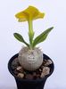 Pachypodium brevicaule