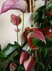 Anthurium Lilas roz