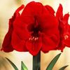 amaryllis royal red