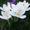 crocus__wit