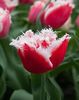 Tulipa santa claus