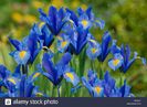 Iris hollandica