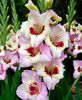 Gladiole Zoe