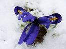 Iris reticulata Pixie