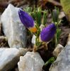 11 feb. 2018 -  crocus sieberi Tricolor
