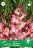 gladiolus_cheops