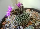 10 febr. 2018 - Turbinicarpus pseudopectinatus