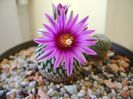 Turbinicarpus pseudopectinatus
