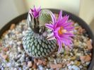 Turbinicarpus pseudopectinatus