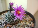 Turbinicarpus pseudopectinatus