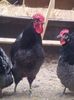 Australorp albastru