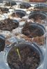 Germinate Moso Bamboo Phyllostachys pubescens