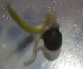 Washngtonia Filifera seed germination
