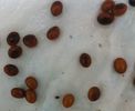 Washingtonia filifera - Palm - decorticated seeds