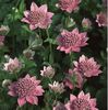 Astrantia major