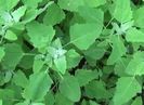 Loboda verde-seminte