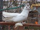 SAM_5984