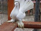SAM_5986
