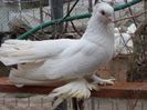 SAM_5987