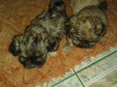 bichoneii 003