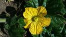 Floare de Benincasa Hispida dovleac cerat de placinta
