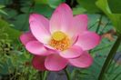 Lotus Komarov