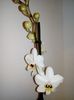 Nou venita,phaleonopsis alba