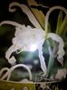 himenocallis(ismene festalis)