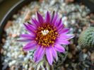 Turbinicarpus pseudopectinatus