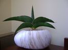 Sansevieria lavranos #24334