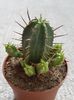 Euphorbia enopla