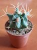 Ferocactus emoryi