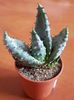 Aloe ferox