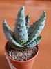 Aloe ferox