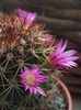 Mammillaria spinosissima