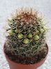 Mammillaria spinosissima