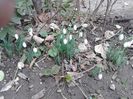 Galanthus / Amaryllidaceae