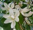 Michelia Mcclure Dandy seminte Magnolie