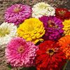 Zinnia Dahlia Flowered Mixed - 10,7 lei