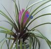 Tilandsia
