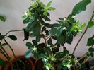Phytosporum