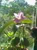 Zephyranthes candida - "Brandusa de camera"