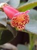thumbnail (1) Multifolia