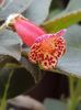 thumbnail (2) Multifolia
