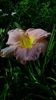 Hemerocallis - soi Barbara Mitchell