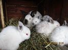 7 pui din 25.01.2018. !